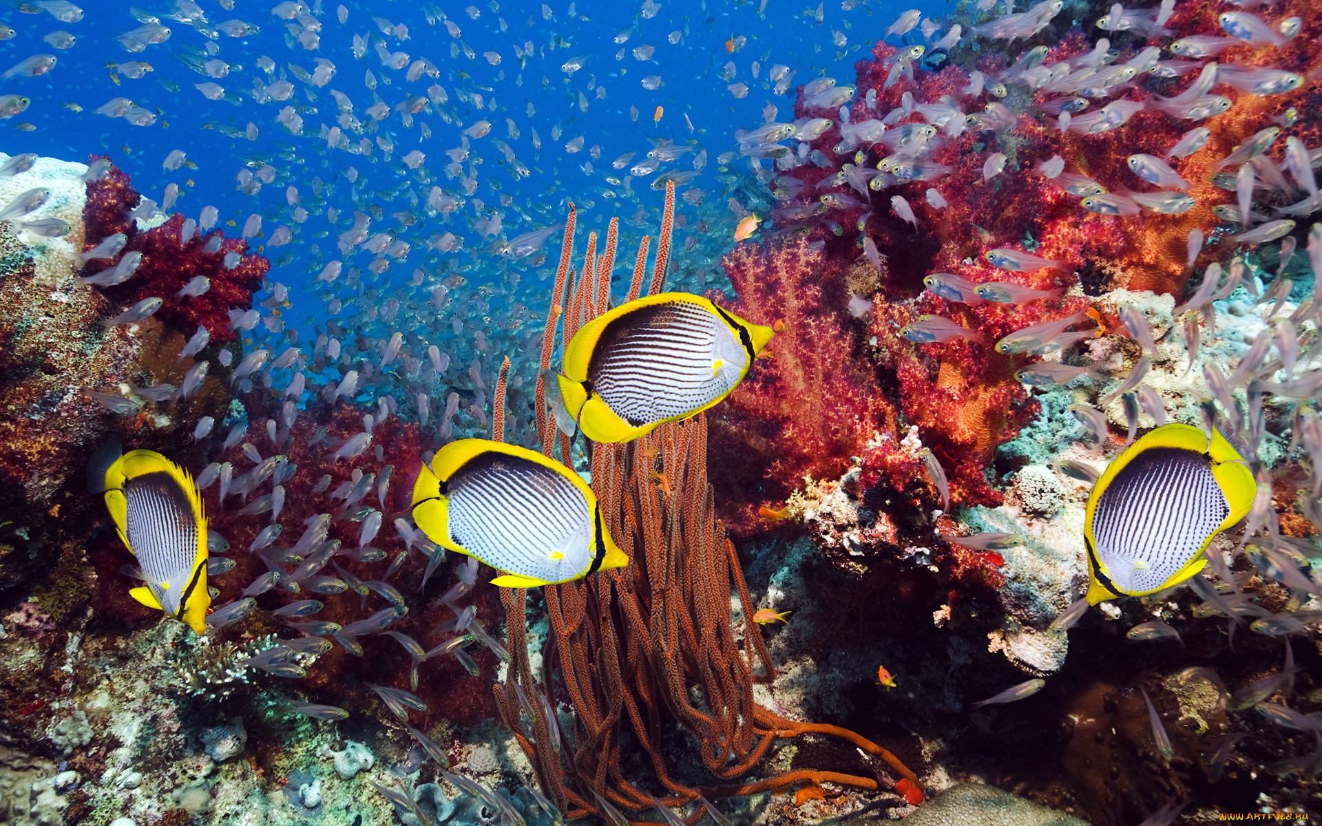 , , butterflyfish, , , 